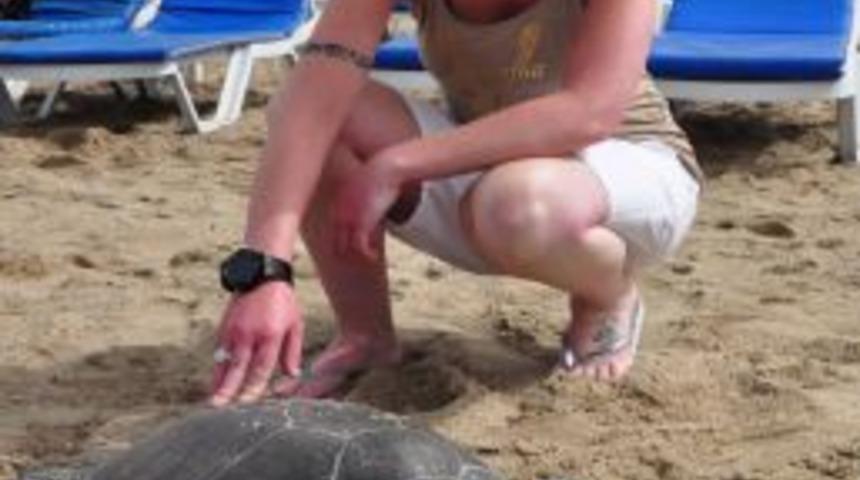 Alanya plajında &ouml;l&uuml; caretta caretta bulundu