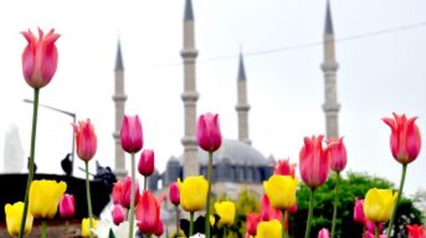 Laleler, Selimiye&rsquo;nin g&uuml;zelliğine g&uuml;zellik kattı