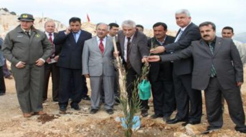 Silifke'de maden &ccedil;ıkarılan alanlar dikilen fidanlarla yeşile b&uuml;r&uuml;necek