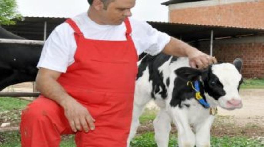 Manisa'da embriyo nakli yapılan d&uuml;ve doğurdu