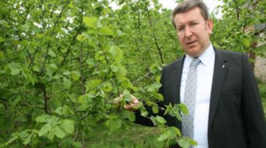 Fındığı fırtına vurdu