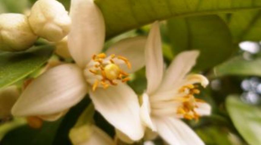 Nisan yağmuru yaradı, portakallar çiçek açtı