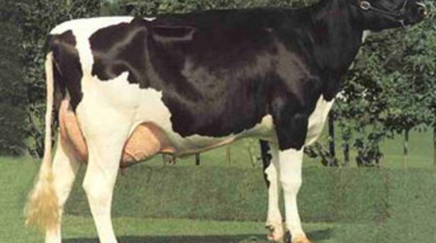 İnek &ccedil;ocuk &ouml;ld&uuml;rd&uuml;