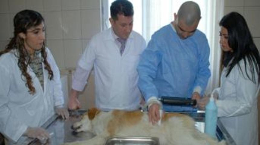 Silifke'de sokak köpekleri kısırlaştırılıyor