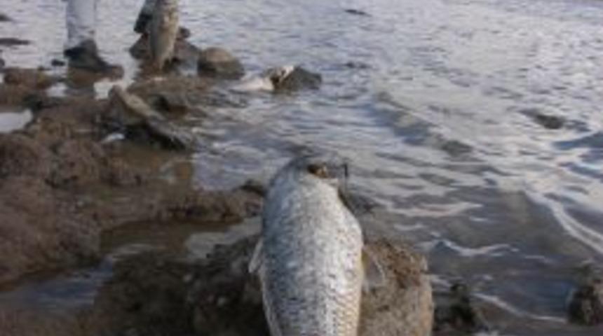 Asboğa G&ouml;l&uuml;'nde toplu balık &ouml;l&uuml;m&uuml;