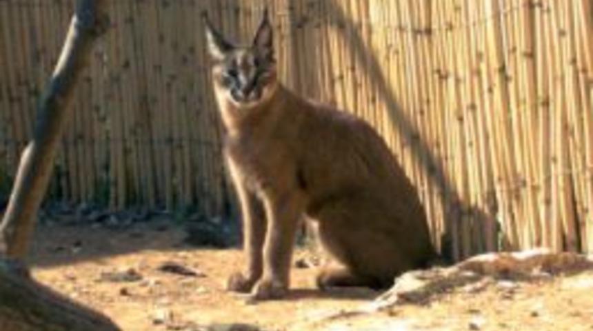 T&Uuml;BİTAK&rsquo;ın işletim sistemi Pardus&rsquo;a ismi verilen vahşi kedi korumaya alındı