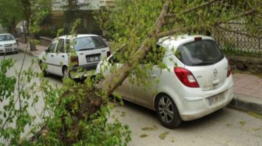 Fırtınanın devirdiği ağa&ccedil;lar, ihtiya&ccedil; sahiplerine yakacak olacak