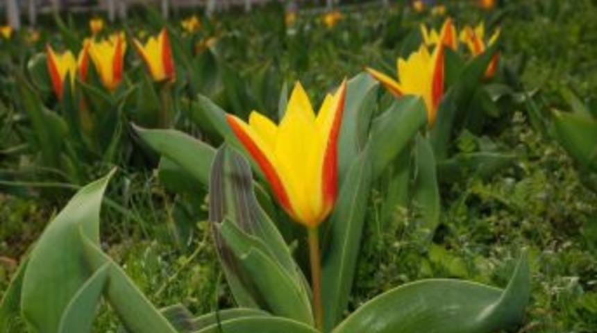 Sincan, Lale G&uuml;nleri'ne hazırlanıyor