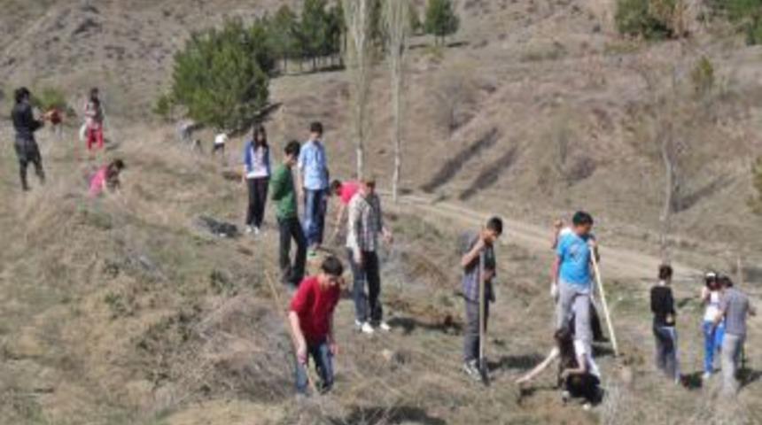 Sungurlu'da İzciler Fidan Dikti