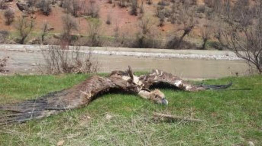 Y&uuml;ksek gerilem hattına takılan akbaba telef oldu