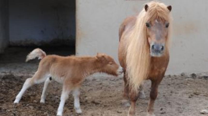 Hayvanat Bah&ccedil;esi Yavrularla Şenlendi