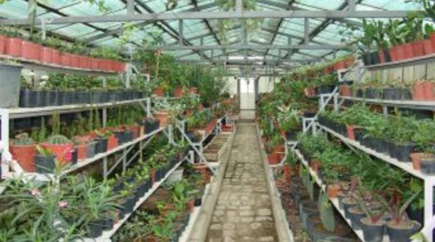 Kocasinan Belediyesi 2 serada 300 bin &ccedil;i&ccedil;ek yetiştirdi