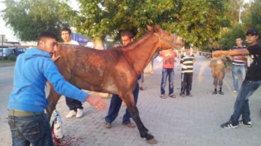 Ayağı kırılan atı i&ccedil;in s&uuml;r&uuml;c&uuml;den şikayet&ccedil;i oldu