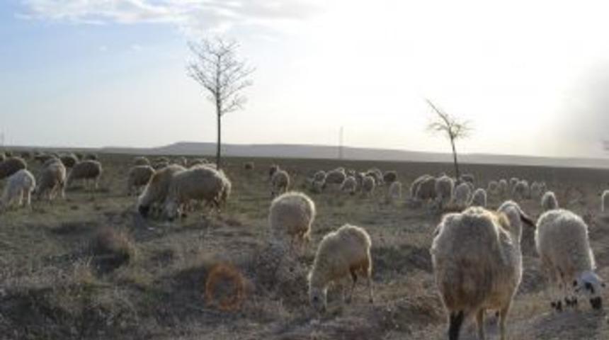 Cihanbeyli'de kuraklık hayvan &uuml;reticilerini vurdu