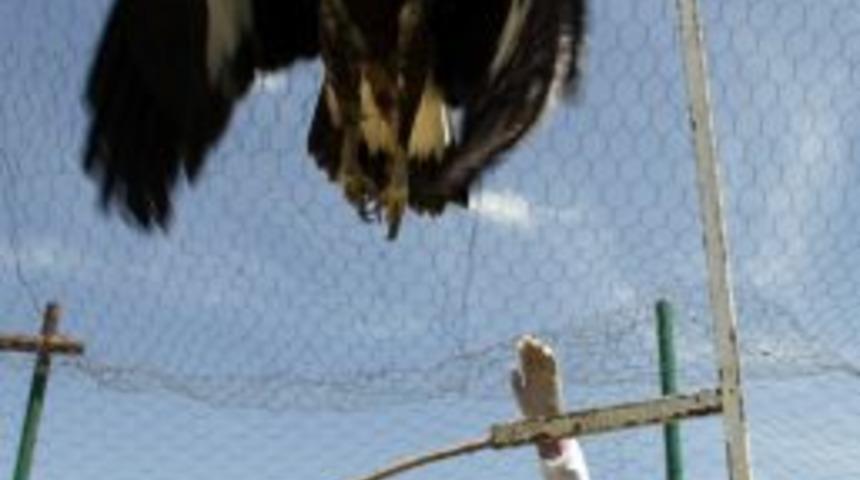 Yaralı Yabani Kuşlar Hızla İyileşiyor