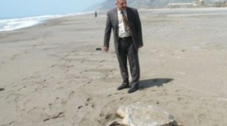 İki deniz kaplumbağası sahilde &ouml;l&uuml; bulundu