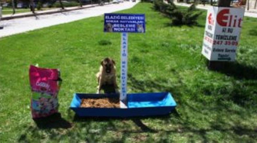 Sokak hayvanları besleme noktası oluşturuldu