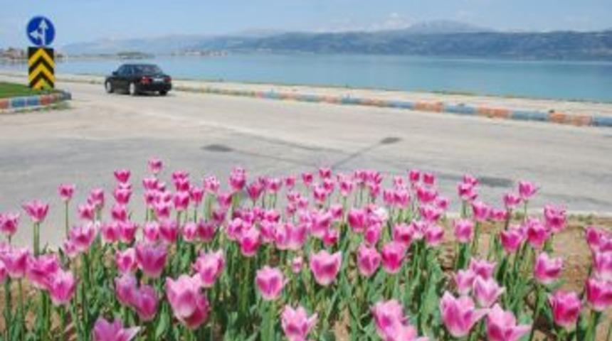 Eğirdir Belediyesi caddeleri laleler ile s&uuml;sledi