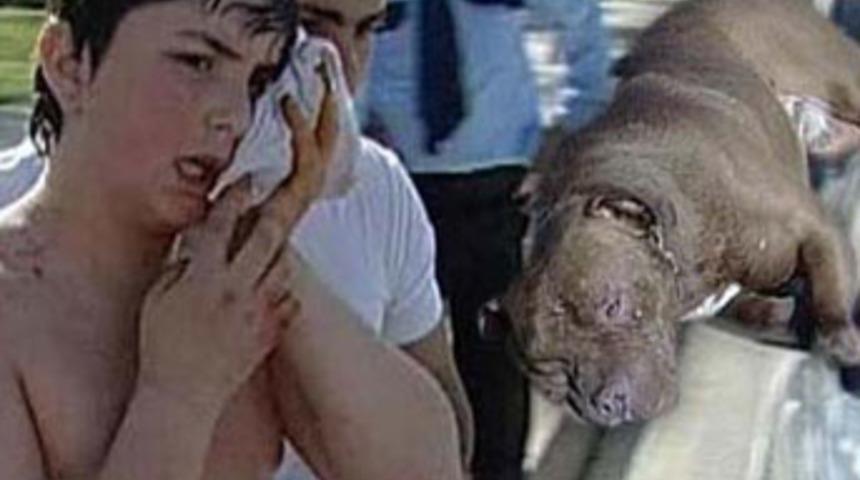 Kendisine saldıran pitbullu boğdu