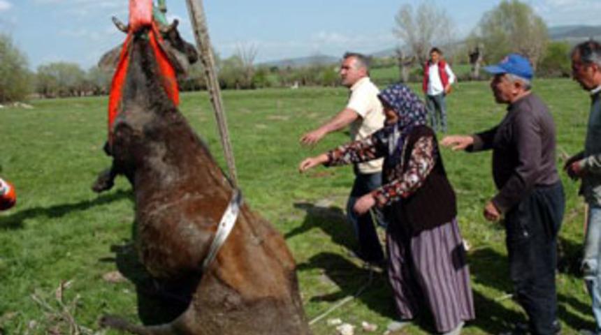 İtfaiyeden inek kurtarma operasyonu