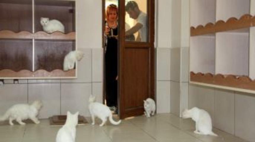 Van Kedi Evi'ne Turist İlgisi