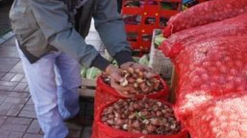 Tohumlar Toprakla Buluşuyor