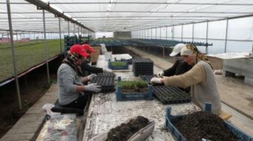 Fideler dikime hazır