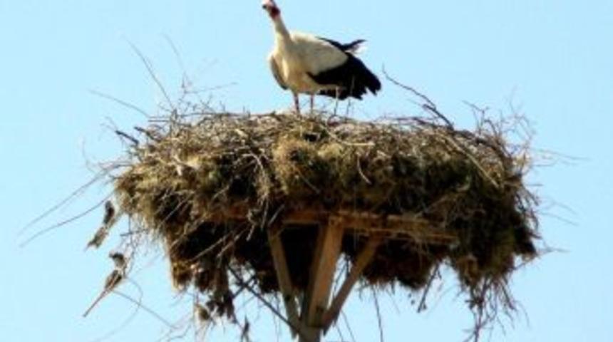 Leylekler Bu K&ouml;ye Renk Katıyor