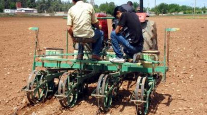 Akçakale Ve Harran'da Pamuk Ekimi Başladı
