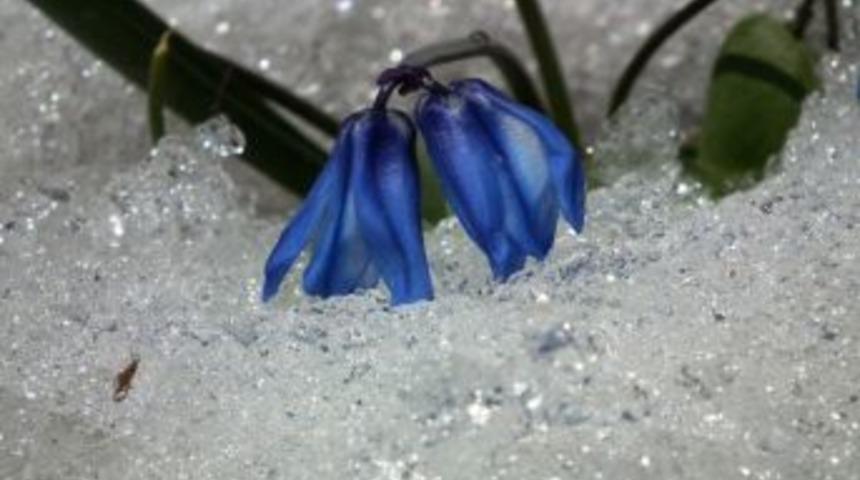 Sarıkamış&rsquo;ta kardelenler a&ccedil;tı