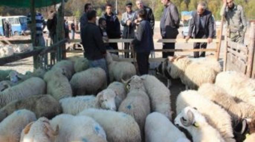 Niğde'de Canlı Hayvan Fiyatları D&uuml;şt&uuml;