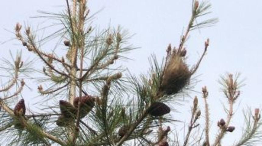 Eşme'de &Ccedil;am Ormanı Zararlılarına Karşı Biyolojik M&uuml;cadele