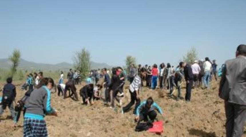 Eşme'de Bin 500 Fıstık &Ccedil;amı Toprakla Buluştu