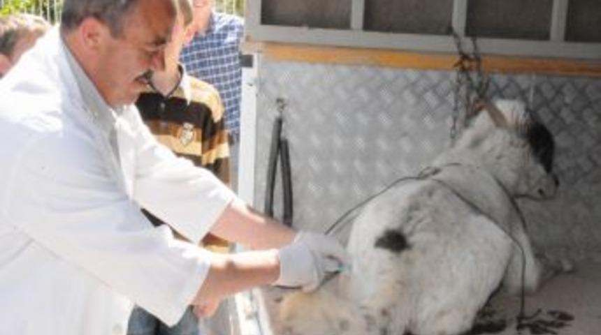 Afyonkarahisar'da Karantina