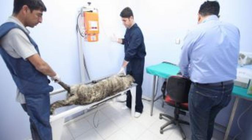 Hayvanlar İ&ccedil;in R&ouml;ntgen Cihazı Alındı