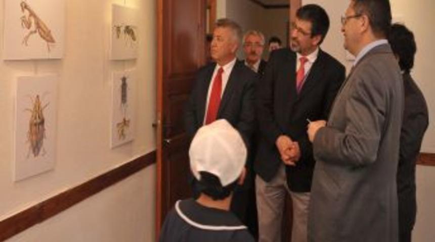 Sanat Sokağı'nda B&ouml;cekler Ve Ekoloji Sergisi