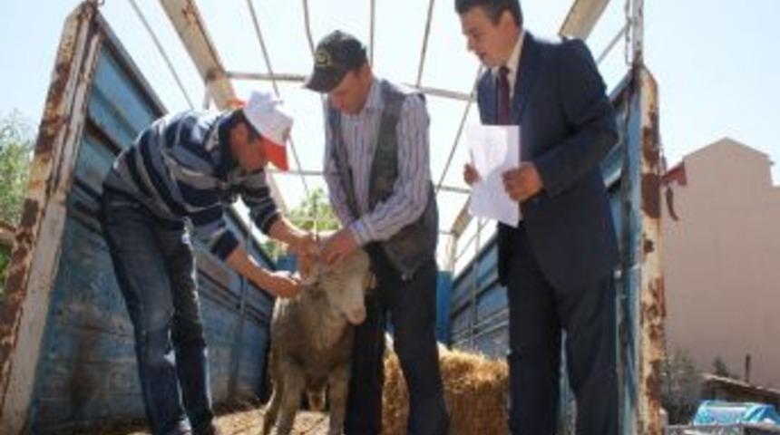 Manyaslı Besicilere Ko&ccedil; Dağıtıldı