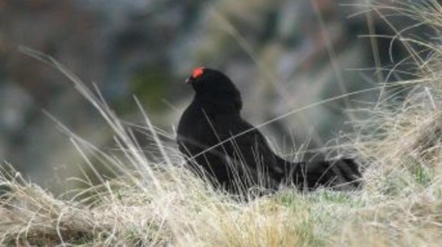 İkizdere Haziran'da Dağ Horozu'na Hazırlanıyor