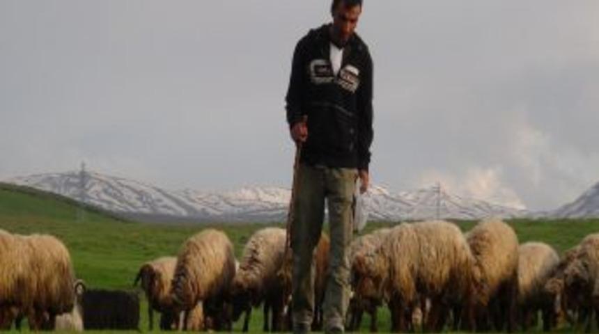 Bitlis'te S&uuml;r&uuml;ler Meralara &Ccedil;ıkarılmaya Başlandı