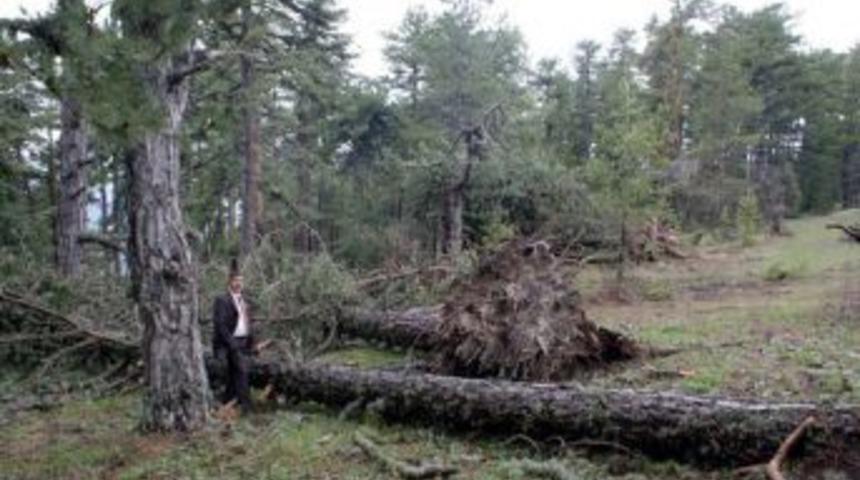 Fırtına ormanları vurdu, 15 bin ağa&ccedil; devrildi