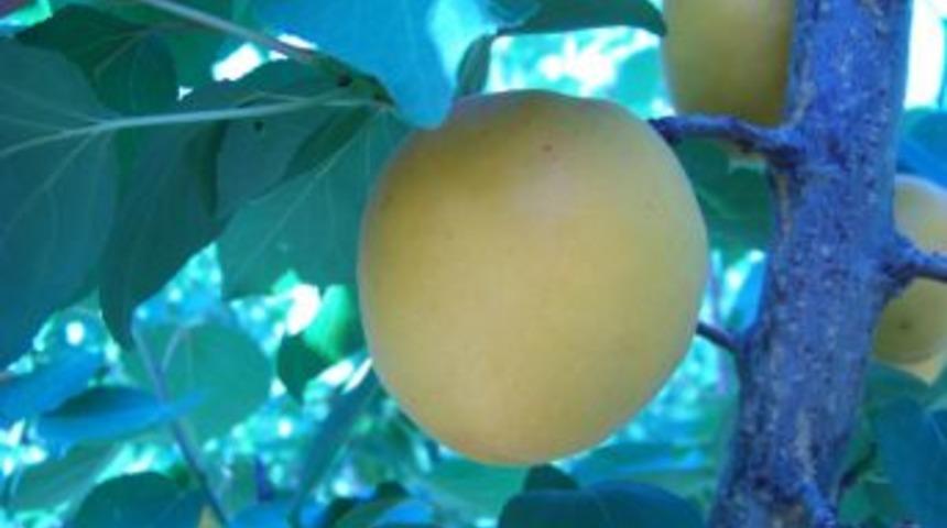 Mut'ta  Kayısı Hasadı Başladı