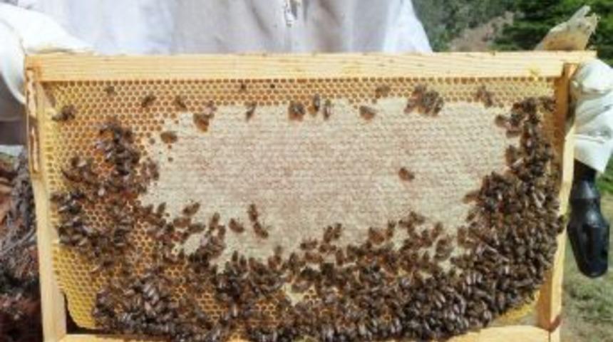 Yazın Arı Sokmasına Dikkat