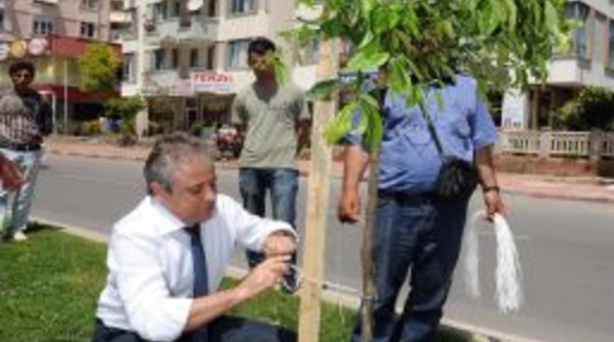 Antalya'nın Caddeleri Narenciye &Ccedil;i&ccedil;eği Kokacak