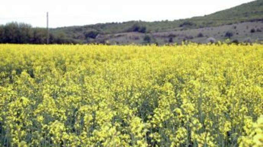 Kanola  &Ccedil;i&ccedil;ek A&ccedil;tı Arıcılar Sevindi