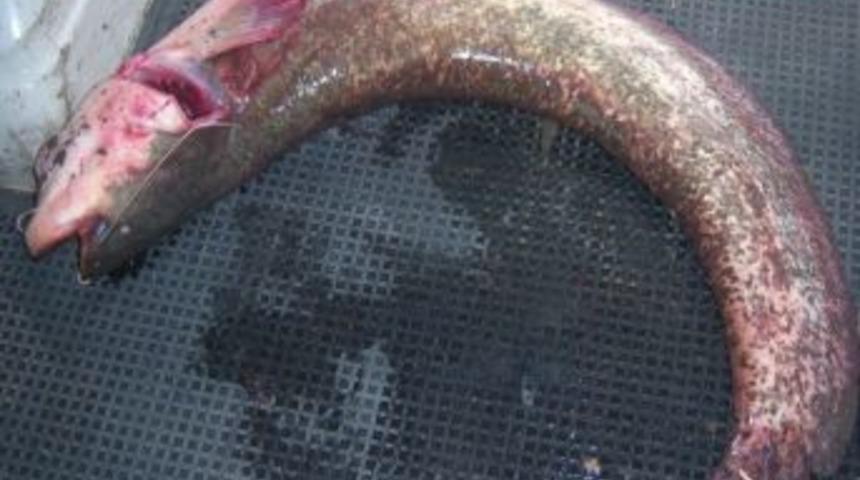 Kağızman&rsquo;da yayın balığı avı