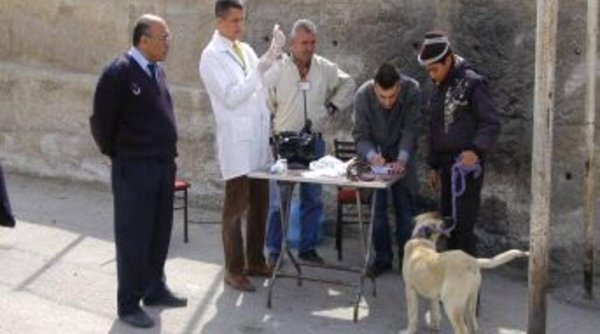 Mamak Belediyesi&rsquo;nden evcil hayvanlara &uuml;cretsiz kuduz aşısı