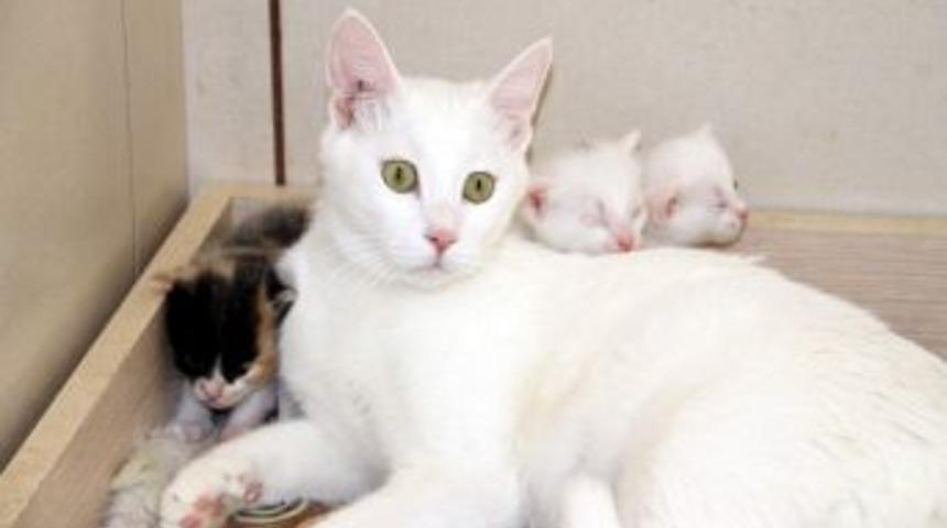 Kedi Evi'nde Doğum Heyecanı