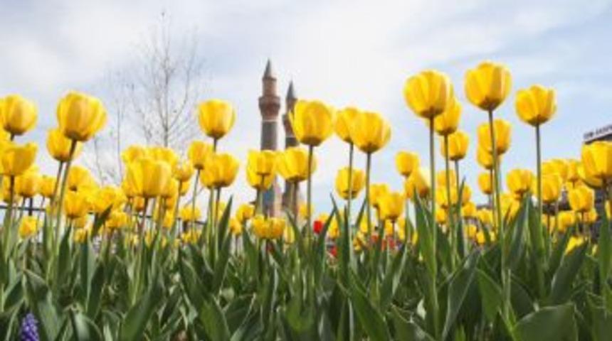 Sivas lale ile renk c&uuml;mb&uuml;ş&uuml;ne d&ouml;nd&uuml;