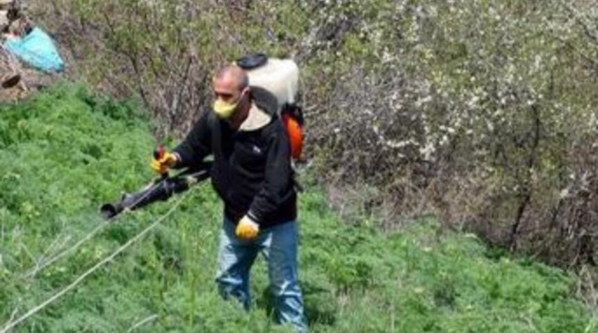 Samsun'da &Ccedil;ekirge İle M&uuml;cadele