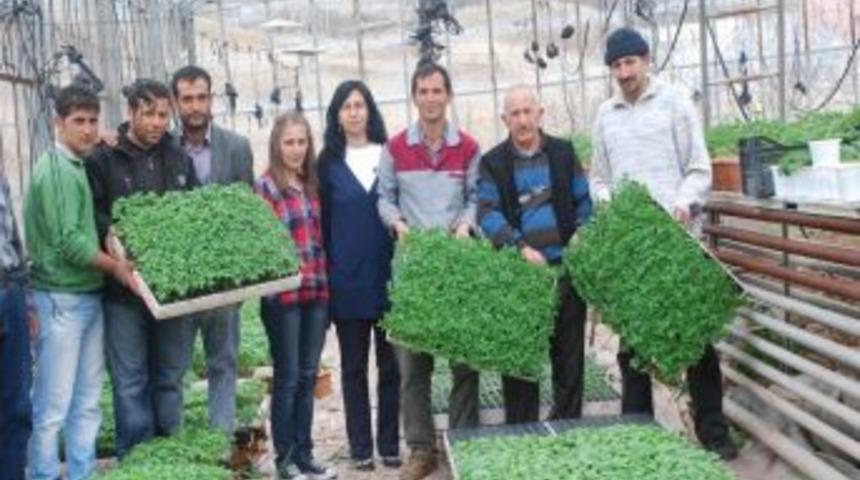 Fide &Uuml;retimi Gelenekselleşti